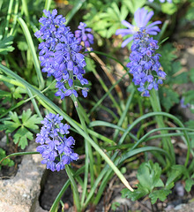 Muscari armeniacum double (2)