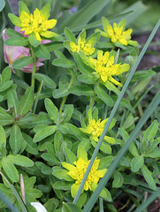 Euphorbia polychroma