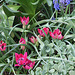 Tulipa  x hageri little beauty 6