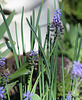 Muscari latifolium