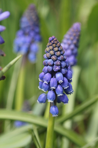 Muscari armeniacum