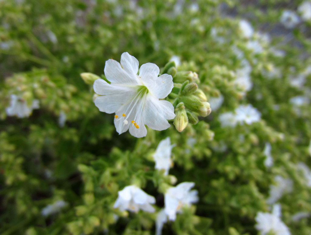 Flower in Blind Canyon (0418)