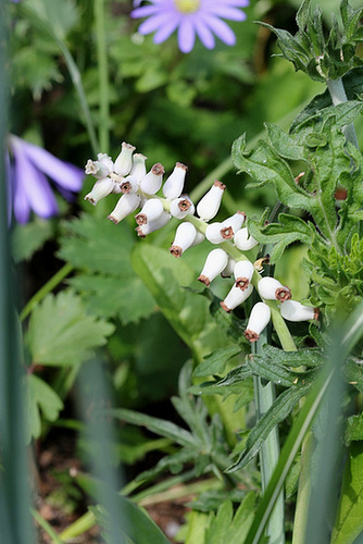 Muscari moschatum blanc