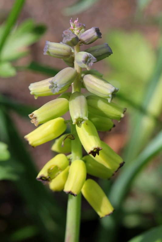 Muscari moschatum luteum (3)