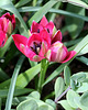 Tulipa  x hageri little beauty 3