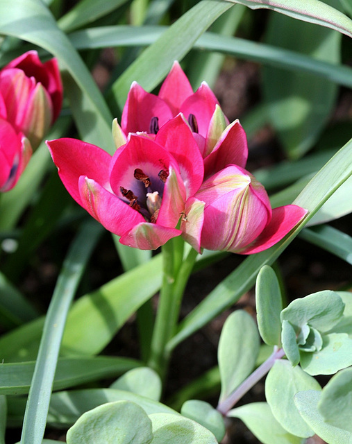 Tulipa  x hageri little beauty 3