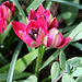 Tulipa  x hageri little beauty 3