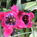 Tulipa  x hageri little beauty 4
