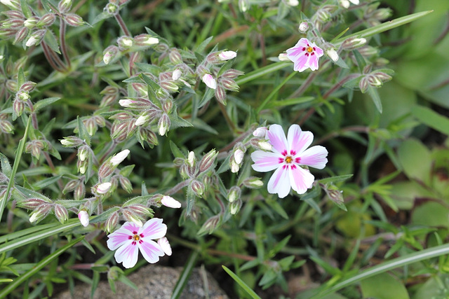 Phlox mousse (4)