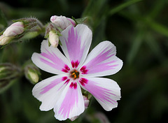 Phlox mousse (3)