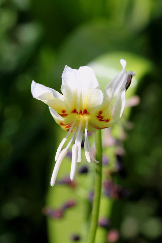 Erythronium californicum White beauty22