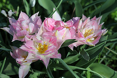 tulipes doubles roses