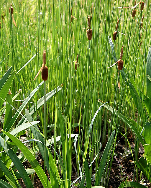 Typha minima