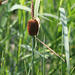 Typha minima (2)