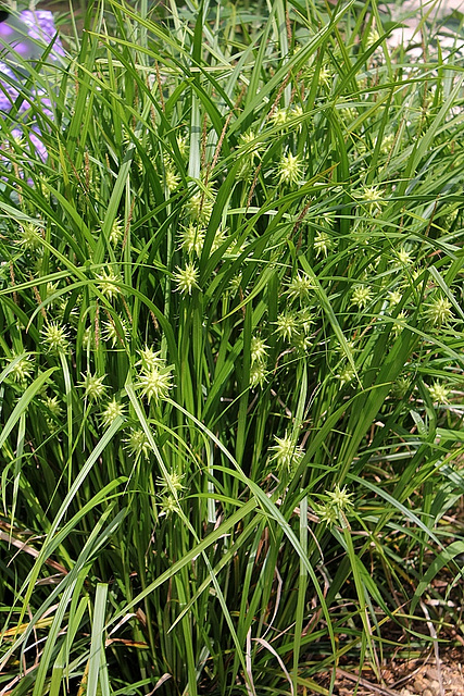Carex grayi- Laîche massue