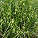 Carex grayi- Laîche massue