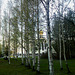 Берёзы в мае...Betuloj en majo... Birches in May...