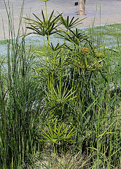 Cyperus alternifolius - Le jardin à la rue