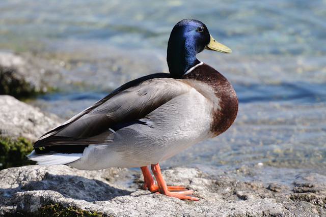 Canard Colvert