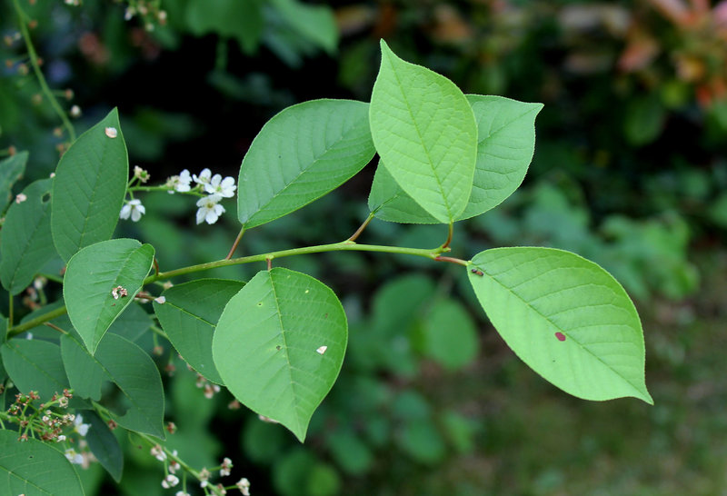 Prunus padus (2)