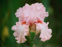 Iris Pink Swan (2)