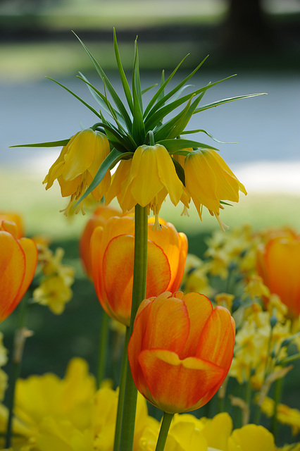 Fête de la tulipe...