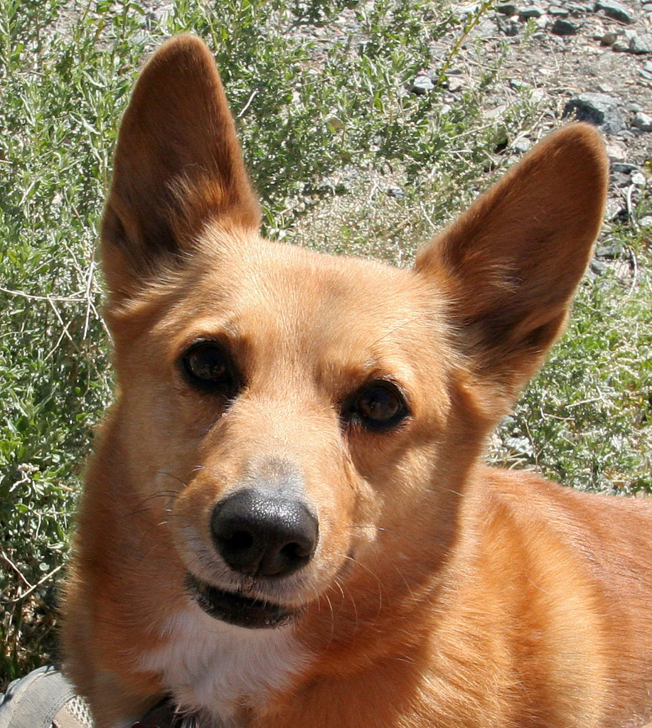 One of the Corgis (9501)