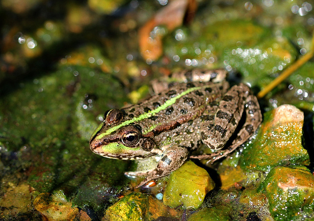 Grenouille verte- Rana esculenta