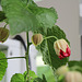 refloraison d' Abutilon