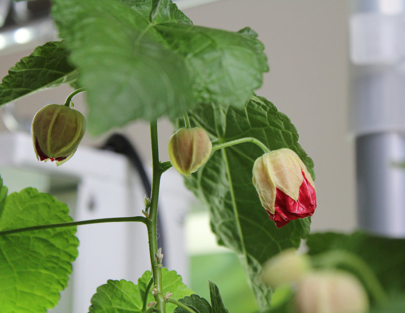 refloraison d' Abutilon