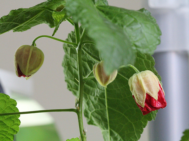 Abutilon (2)