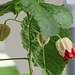 Abutilon (2)