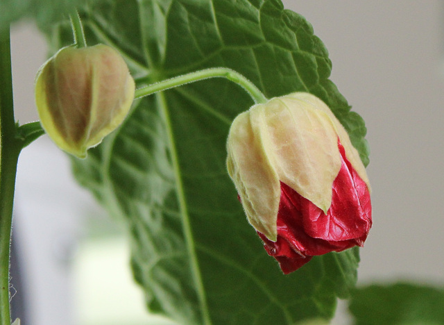 Abutilon en bouton