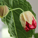 Abutilon en bouton