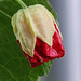 Bouton d'Abutilon 2