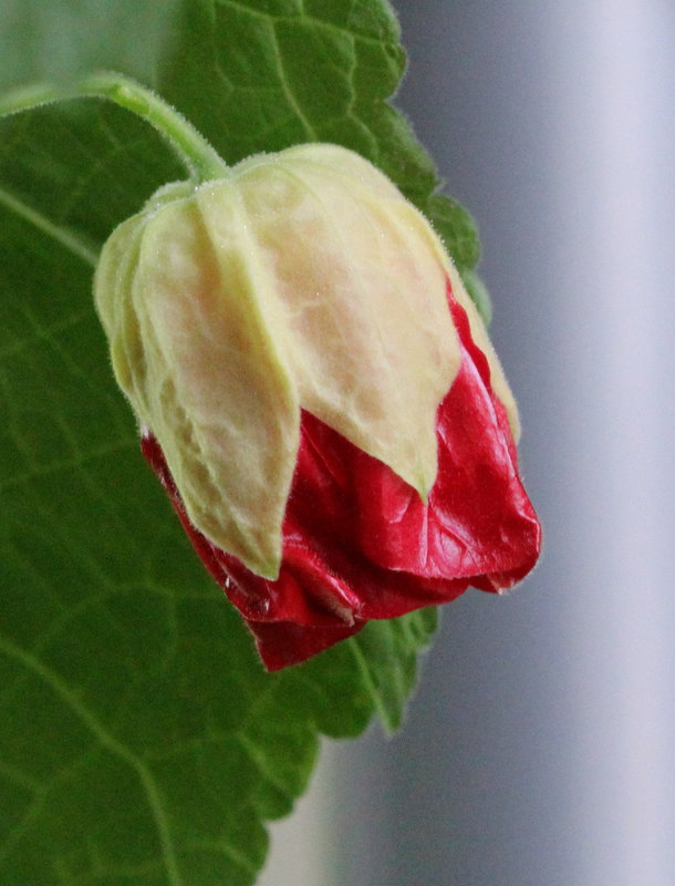Bouton d'Abutilon 2