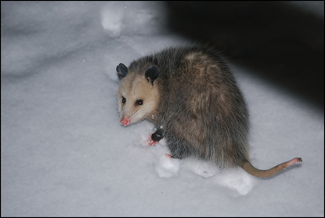 Opossum