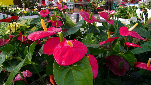 Anthurium