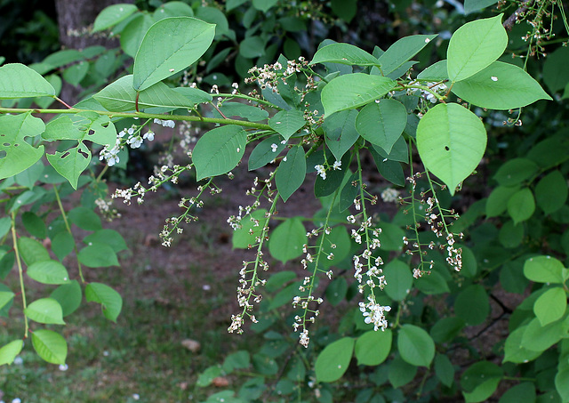 Prunus padus (3)