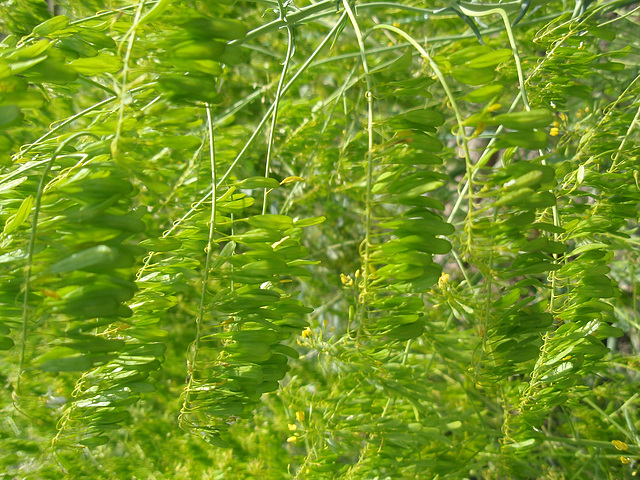 P5071494