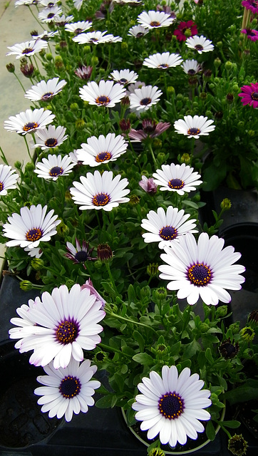 Marguerites