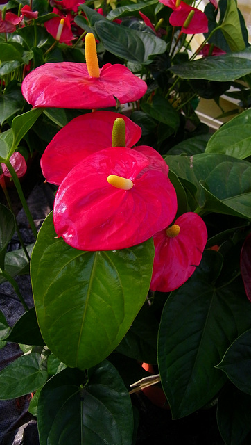 Anthurium