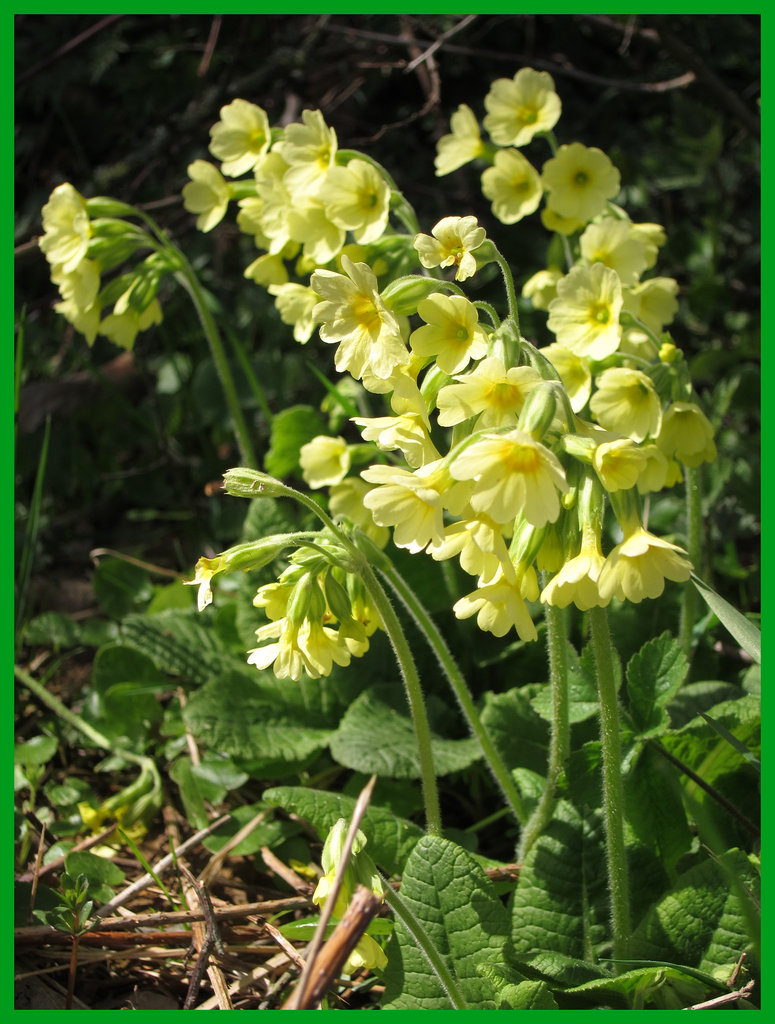 Schlüsselblumen / coucou