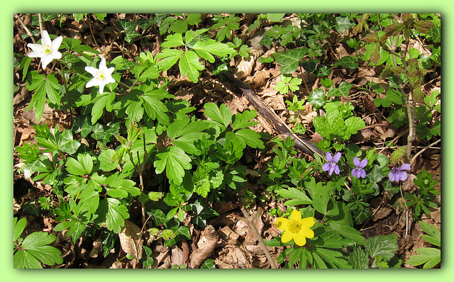 Frühling im Laubwald