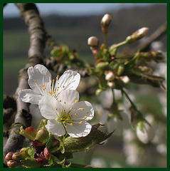 Kirschblüte in der Rühler Schweiz