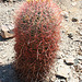 Barrel Cactus (0076)