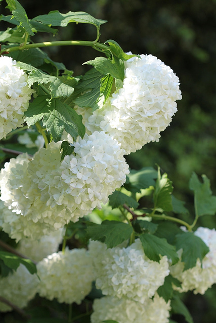 Viburnum opulus