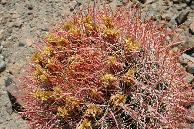 Barrel Cactus - flowers spent (0077)