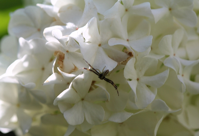 Viburnum opulus et visiteuse