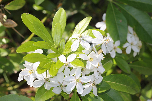 Choisya ternata